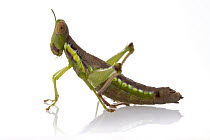 Grasshopper (Eumastacidae), Gorongosa National Park, Mozambique