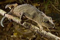 Pygmy Mount Gorongosa Chameleon (Rhampholeon gorongosae), Gorongosa National Park, Mozambique