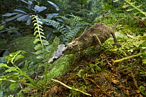Pygmy Mount Gorongosa Chameleon (Rhampholeon gorongosae) in forest, Gorongosa National Park, Mozambique