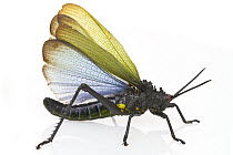 Grasshopper displaying warning coloration, Gorongosa National Park, Mozambique