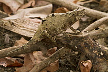 Pygmy Mount Gorongosa Chameleon (Rhampholeon gorongosae) camouflaged on ground, Gorongosa National Park, Mozambique