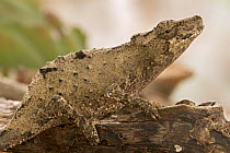 Pygmy Mount Gorongosa Chameleon (Rhampholeon gorongosae), Gorongosa National Park, Mozambique