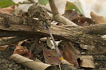 Pygmy Mount Gorongosa Chameleon (Rhampholeon gorongosae) catching grasshopper, Gorongosa National Park, Mozambique