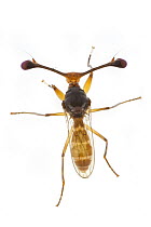 Stalk-eyed Fly (Diasemopsis fasciata), Gorongosa National Park, Mozambique