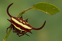 Spiked Spider (Gasteracantha sp), Gorongosa National Park, Mozambique