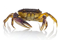 Crab (Potamonautidae), Gorongosa National Park, Mozambique