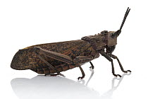 Grasshopper (Dictyophorus sp), Gorongosa National Park, Mozambique