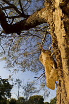 Grasshopper (Lobosceliana cinerascens) male on acacia tree, Gorongosa National Park, Mozambique