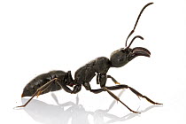 African Stink Ant (Pachycondyla tarsata), Gorongosa National Park, Mozambique