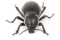 Darkling Beetle (Tenebrionidae), Gorongosa National Park, Mozambique