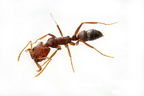 Trap Jaw Ant (Anochetus levaillanti), Gorongosa National Park, Mozambique