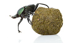 Green Dung Beetle (Garreta Nitens) rolling dung ball, Gorongosa National Park, Mozambique