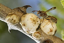 Soft Scale Insect (Coccidae) group with parasitic wasps, Gorongosa National Park, Mozambique