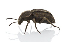 Darkling Beetle (Tenebrionidae), Gorongosa National Park, Mozambique