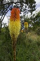 Aloe (Aloe sp) flowers, Gorongosa National Park, Mozambique