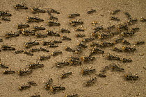 Matabele Ant (Pachycondyla analis) group returning from a raid with termite prey, Gorongosa National Park, Mozambique