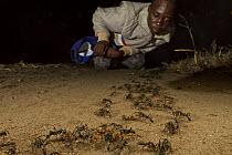 Matabele Ant (Pachycondyla analis) group returning from a raid past researcher Tonga Torcida, Gorongosa National Park, Mozambique