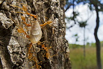Weaver Ant (Oecophylla sp) group carrying snail to their nest, Gorongosa National Park, Mozambique