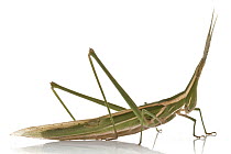 Grass-blade Grasshopper (Acrida sp), Gorongosa National Park, Mozambique