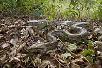 African Rock Python (Python sebae) in leaf litter, Gorongosa National Park, Mozambique