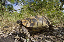 Bell's Hinge-back Tortoise (Kinixys belliana), Gorongosa National Park, Mozambique