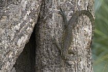 Nile Monitor (Varanus niloticus) on tree, Gorongosa National Park, Mozambique