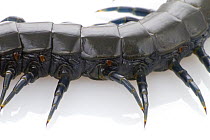 Centipede legs, Gorongosa National Park, Mozambique