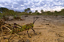 Green Milkweed Locust (Phymateus viridipes) in savanna, Gorongosa National Park, Mozambique