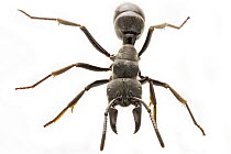 African Stink Ant (Pachycondyla tarsata), Gorongosa National Park, Mozambique
