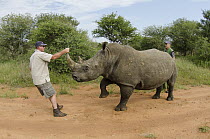 White Rhinoceros (Ceratotherium simum) being loaded for relocation to new reserve, South Africa