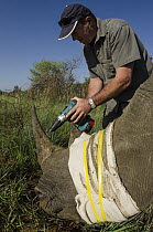 White Rhinoceros (Ceratotherium simum) sedated for transportation with veterinarian Andre Uys inserting micro chip into horn, South Africa