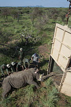 White Rhinoceros (Ceratotherium simum) being loaded into crate for relocation to new reserve, South Africa