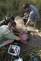 African Lion (Panthera leo) darted for veterinary work, Marakele National Park, Limpopo, South Africa