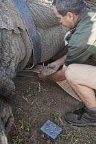 African Elephant (Loxodonta africana) being fitted with GPS tracking collar for research, Marakele National Park, Limpopo, South Africa