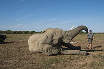 African Elephant (Loxodonta africana) darted for GPS tracking collar fitting, Marakele National Park, Limpopo, South Africa