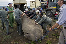 Black Rhinoceros (Diceros bicornis) being loaded into crate for relocation to new reserve, Great Fish River Nature Reserve, Eastern Cape, South Africa
