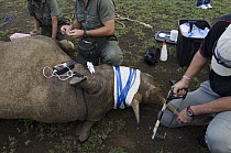 Black Rhinoceros (Diceros bicornis) sedated for transportation with veterinarian Gavin Shaw removing horn tip, Great Fish River Nature Reserve, Eastern Cape, South Africa