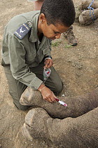 Black Rhinoceros (Diceros bicornis) having blood sample being taken by veterinarian Kathy Dreyer before transport to new reserve, Great Fish River Nature Reserve, Eastern Cape, South Africa