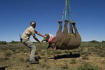 Black Rhinoceros (Diceros bicornis) lowered to ground from helicopter, Great Fish River Nature Reserve, Eastern Cape, South Africa