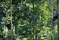 Orangutan (Pongo pygmaeus) and primatologist Emmanuelle Grundmann, Indonesia