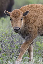 American Bison (Bison bison) calf, National Bison Range, Moise, Montana