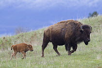 American Bison (Bison bison) mother with calf, National Bison Range, Moise, Montana