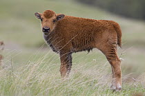 American Bison (Bison bison) calf, National Bison Range, Moise, Montana