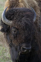 American Bison (Bison bison) bull, National Bison Range, Moise, Montana