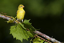 American Goldfinch (Carduelis tristis) female, La Crosse, Wisconsin