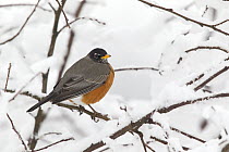 American Robin (Turdus migratorius) in winter, Troy, Montana