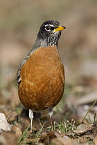 American Robin (Turdus migratorius), Troy, Montana