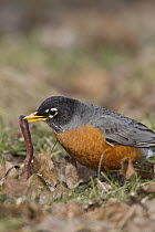 American Robin (Turdus migratorius) eating worm, Troy, Montana