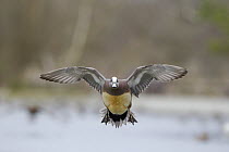 American Wigeon (Anas americana) drake flying, Fairfield, Montana