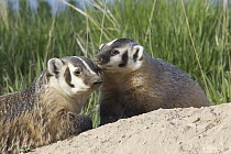 American Badger (Taxidea taxus) mother with kit, National Bison Range, Moise, Montana